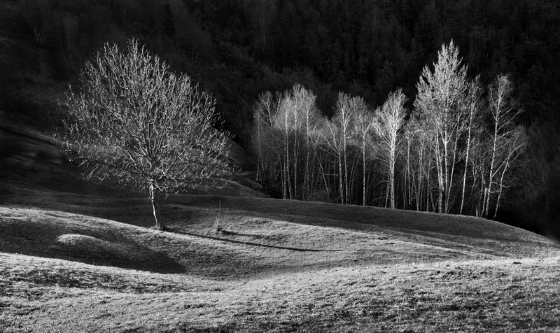 296 - TREES AT SUNSET - METLJAK DRAGO - slovenia.jpg